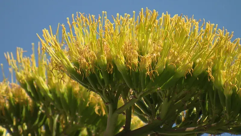 La fleuraison de l'agave est également annonciatrice de la mort prochaine de la plante. Mais des repousses et des boutures sont possibles.