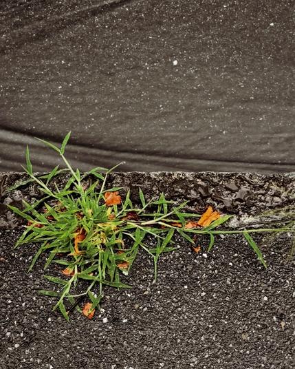 Color photo looking down at a clump of crabgrass along a curb with a stream of rainwater running past.