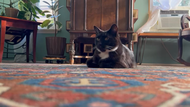 The camera slides in low on a brown tuxedo cat sitting calmly with his feet tucked under on a big rug
