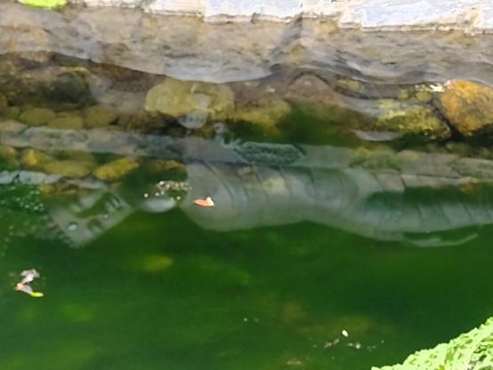 Spiegelung des liegenden Nirvana Buddhas im Teich. 