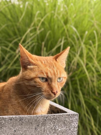 Rotbraune Katze mit grünen Augen sitzt in grauem Pflanzkübel vor grünem Gras
