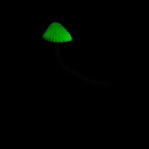 Mycena