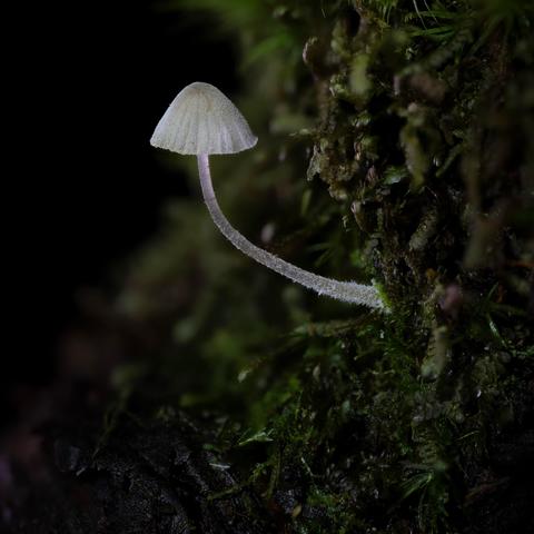 Mycena