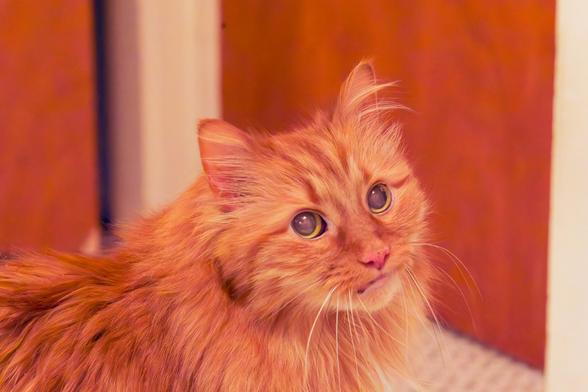 Fuluffy orange cat looking up and to the right with two wood doors on opposite sides of a corner and carpet in the background