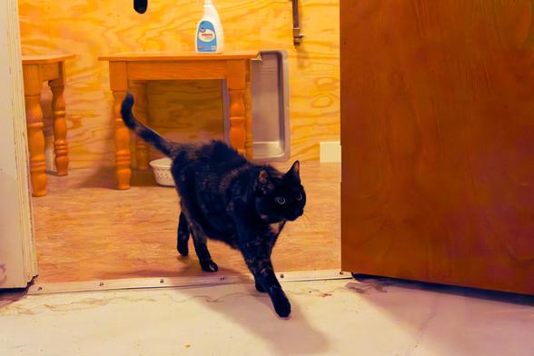 A cat walks through a doorway from a woom with a different colored floor and what looks like a plywood wall with several small tables,  bowls on the floor and some kind of cleaning product on one table.