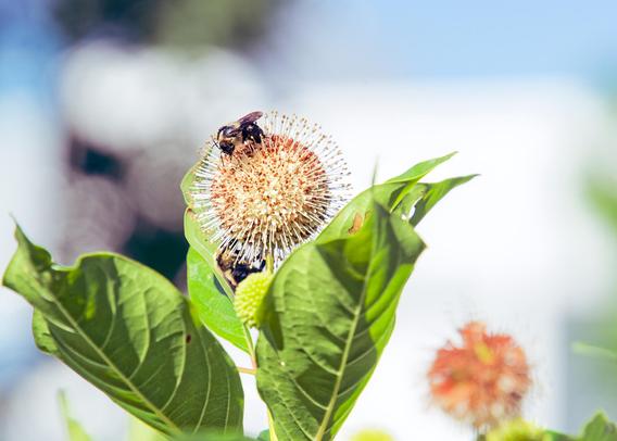 Two bees crawl all over a flower which is shaped like a sphere with little hairs on it that is surrounded by a few leaves,  a similiar flower gone to seed is further away and out of focus and you can make out the outline of a white building with a section that sticks out a bit with a stripe of blue sky at the very top.