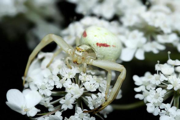 Araña cangrejo (Thomisus onustus)