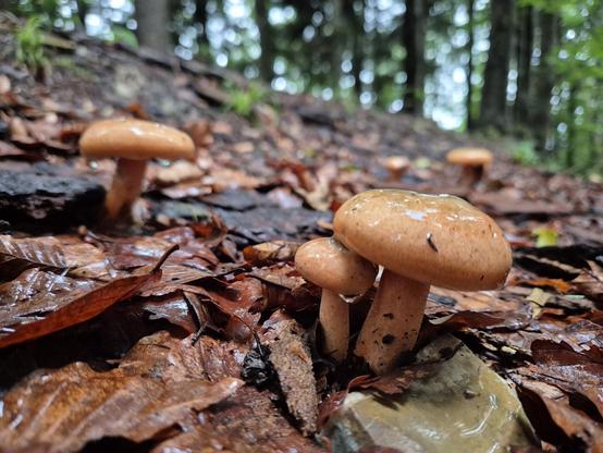 The image depicts a serene scene in the woods, with mushrooms growing on the forest floor. The mushrooms are the dominant foreground colors, appearing in shades of brown, grey, and black. The image is clear and detailed, showcasing the beauty of nature's bounty.