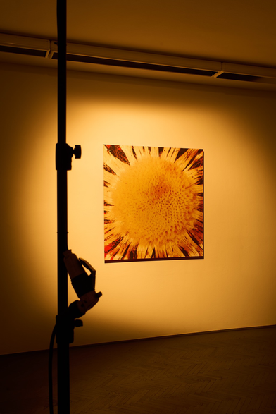 [SLO] Fotografija postavitve razstave »2^0 delo: David Kucler« v Prostoru 2^32, prikaz reproduciranega dela bodeče neže v prostoru z rumenkasto ambientalno svetlobo in rdečkasto žarečimi sencami. [ENG] Photo of the installation of the exhibition “2^0 work: David Kucler” at 2^32 Space, showing the reproduced work of carline thistle in a space with yellowish ambient light and reddish glowing shadows.