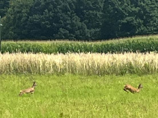 Leider nur unscharf: zwei Rehe rennen auf einer Wiese, im Hintergrund Feld und Wald.
