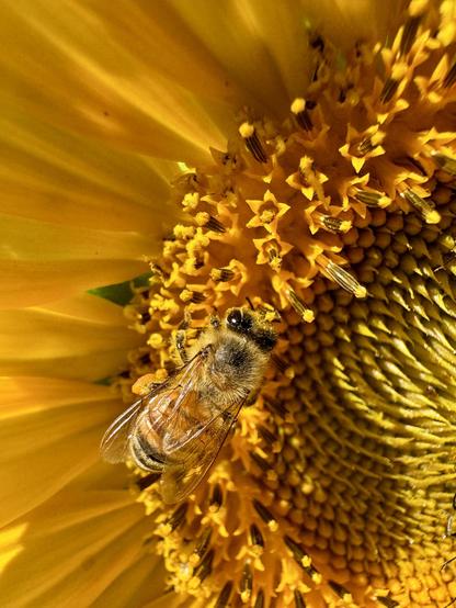 A close-up of a honeybee on a bright yellow sunflower, showcasing the flower's intricate center and the bee's detailed features.