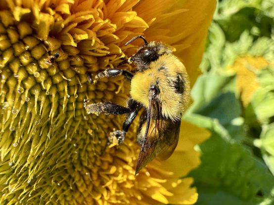 A close-up of a bumblebee feeding on the bright yellow center of a sunflower, with detailed textures of both the bee and the flower's petals visible.