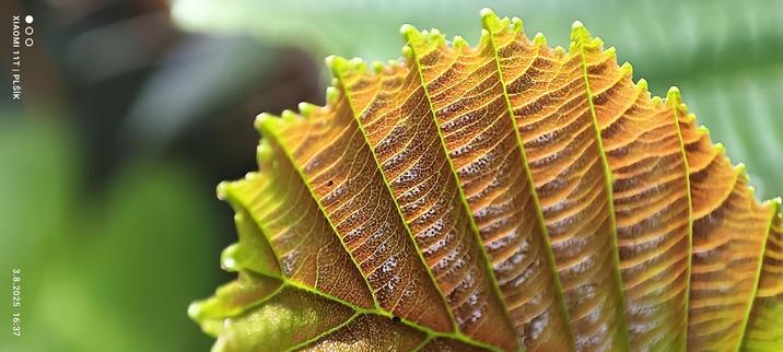 Young tree leaf in high magnification. It has a reddish green colour which turns to light green at the edges. The ribs of the leaf and the texture of its surface with its stomata are visible. The edge of the leaf is toothed. The background of the photograph is blurred.