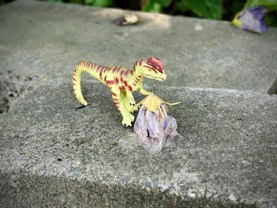 A green Dilophosaurus with brown spots stands on a grey stone over a decaying purple and white hosta flower that had fallen from the plant. Another passed blossom is in the background right.