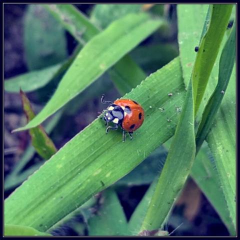 A ladybug on a blade of grass. It has one foot in the air as if it's waving.