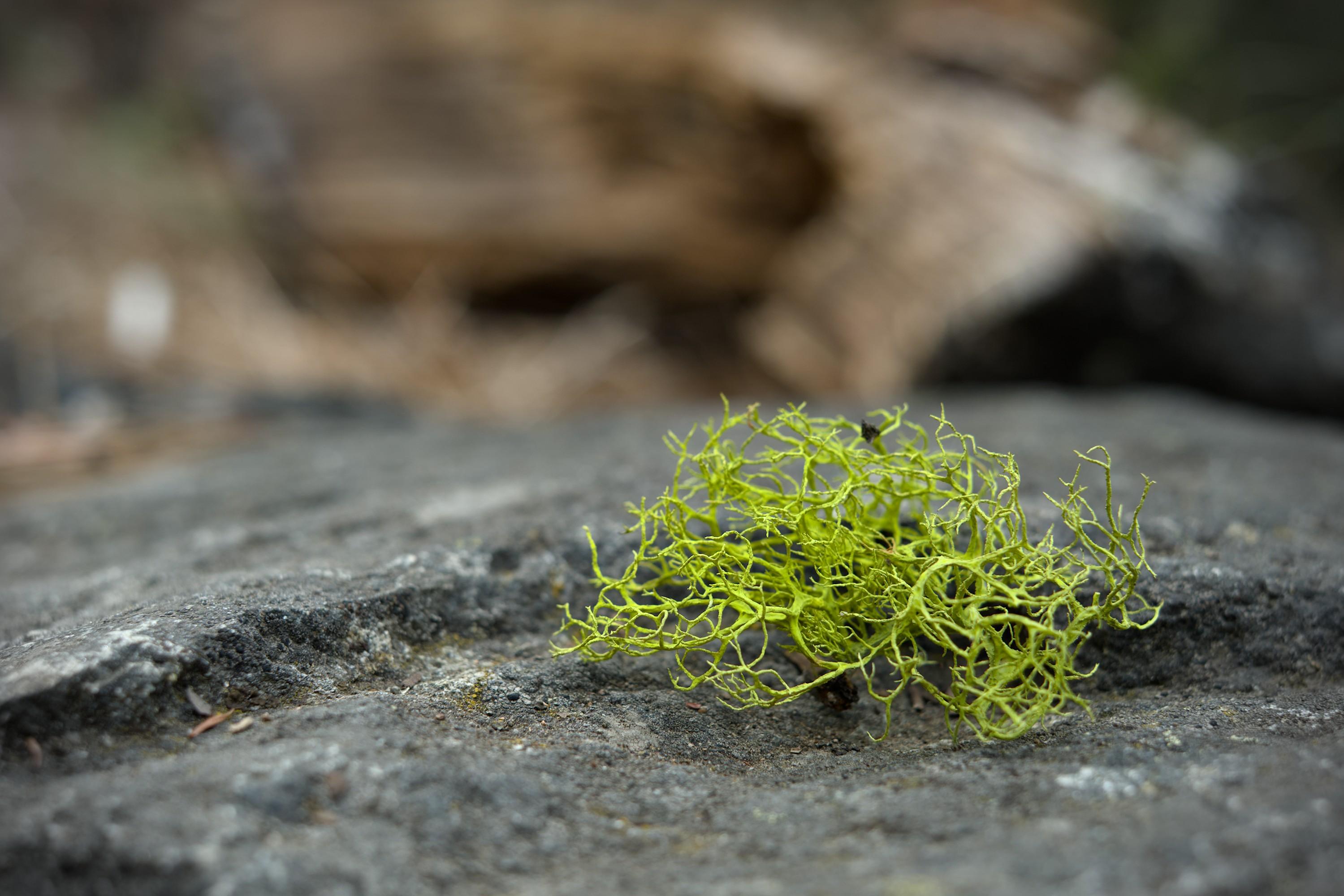 A close-up of a small piece of lime-green lichen laying on top of a dark-gray rock.