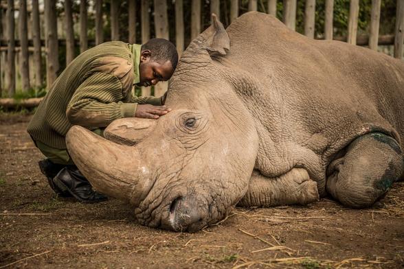 Sudan, the last male northern rhino, is resting with his loving caretaker.