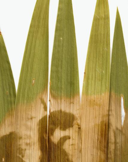 A self-portrait of a female figure with a dark silhouette, printed on vertically arranged green iris leaves, resembling a natural crown. The figure represents Morrigan, the Celtic crow goddess tied to thresholds and transformation. The leaf texture and brown-green tones evoke a ritualistic, ancient atmosphere.