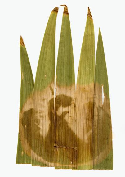 A self-portrait of a female figure with a dark silhouette, printed on vertically arranged green iris leaves, resembling a natural crown. The figure represents Morrigan, the Celtic crow goddess tied to thresholds and transformation. The leaf texture and brown-green tones evoke a ritualistic, ancient atmosphere.