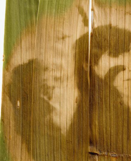 A self-portrait of a female figure with a dark silhouette, printed on vertically arranged green iris leaves, resembling a natural crown. The figure represents Morrigan, the Celtic crow goddess tied to thresholds and transformation. The leaf texture and brown-green tones evoke a ritualistic, ancient atmosphere.