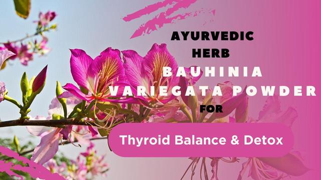 bauhinia variegata powder for thyroid balance