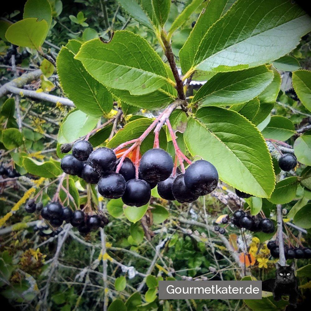 Aronia-Ernte