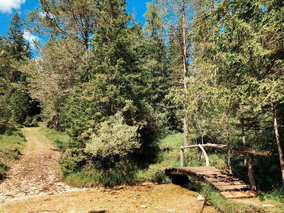 A stream and a wooden bridge in the woods. A trail goes on