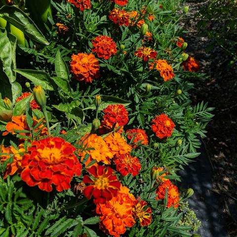 Dark orange marigolds around the border of a bed with Red Marconi Sweet peppers.