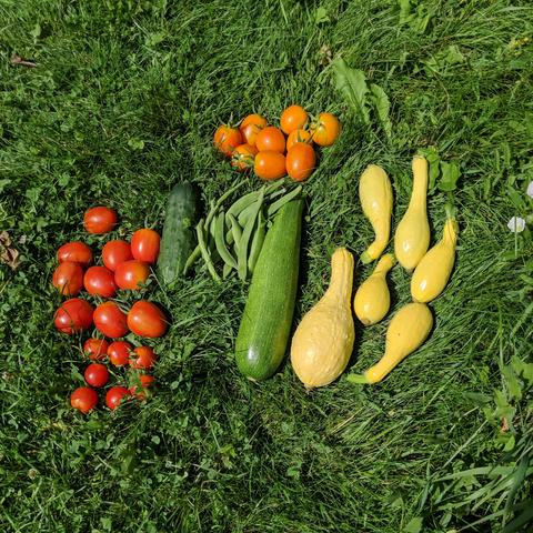 The garden harvest for August 4, 2025. There are 6 smaller round red cherry tomatoes, 10 oblong shaped and larger red cherry tomatoes that must of been cross pollinated, 1 green cucumber, 9 orange tomatoes that are about half round and half oblong and again have some cross pollination, hand full of green runner beans, 1 light green colored zucchini, and 6 yellow crookneck squash.