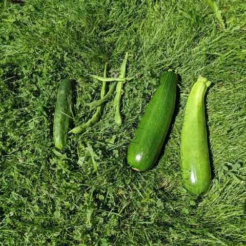 The garden harvest for August 3, 2025. 1 green cucumber, 4 green runner beans, 2 green zucchini.