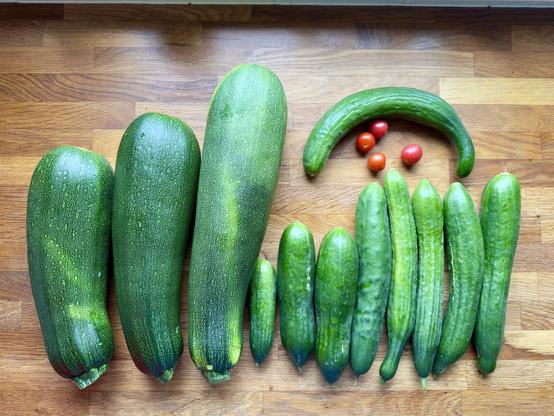 Ernte: Zucchini & Gurken