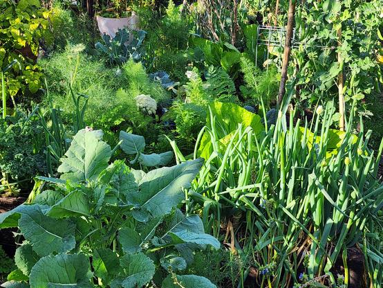 A lush and ver diverse foid garden, with broccoli, spring onions, carrots, peas, fennel, lettuce, silver beet all identifiable.