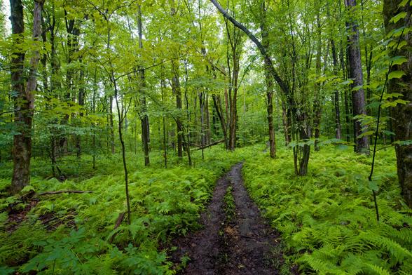 Muddy trail wends through a forest with ferns on the floor and leafed out green trees before turning towards the right
