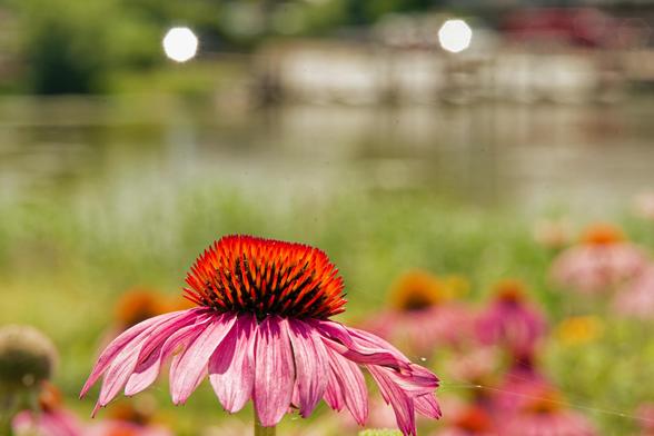 A purple coneflower is in perfect focus near the very bottom of the frame just a bit left of center,  behind that are numerous similar flowers not quite in focus and then a row of grass and behind that a surface of water with diffuse reflections and a building and docks out of fovus on the far side with two bright polygonal spots