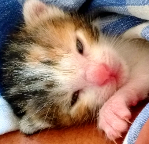 Kitten with just opened eyes