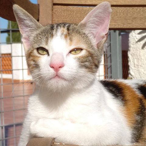Cat on a chair in the sun
