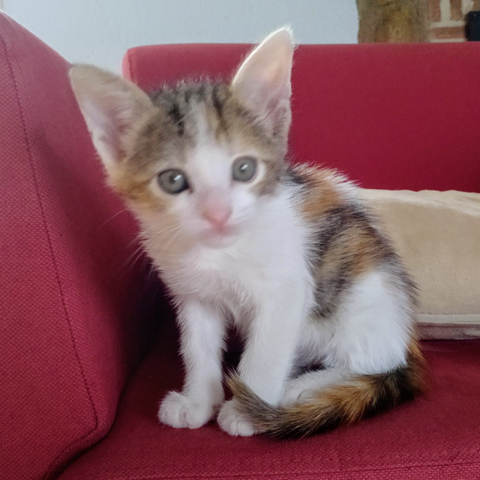 Small cat on a red arm chair
