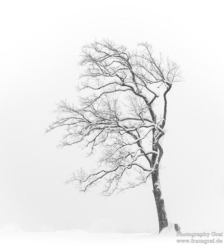 A black and white image of a tree with no leaves stands out against a snowy winter landscape. The tree's bare branches reach out in all directions, creating a stark contrast against the white snow covering the ground. The scene is enveloped in a foggy mist, adding a mystical and serene atmosphere to the winter landscape. The image is devoid of color, emphasizing the monochromatic beauty of nature in its simplest form. The tree is the focal point of the image, its shape and form highlighted by t…