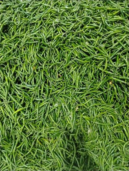 Purnima exim, green chilli, fresh chilli, farm fresh green chilli, export quaity, India