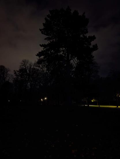 einsame Nacht, erstarrte Bäume, im Hintergrund ein Hauch von Morgen über den kahlen Ästen