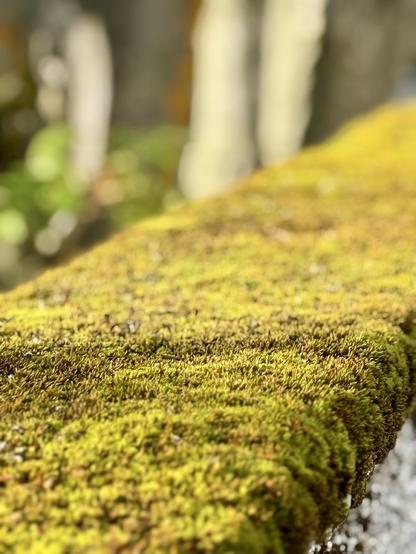 A stone fence top with moss and incredible light