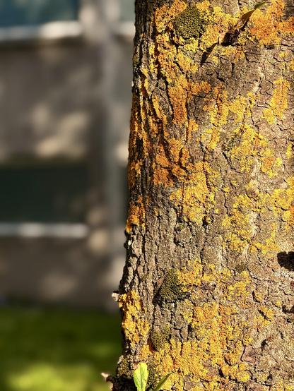 A tree trunk with lichen bathed in light