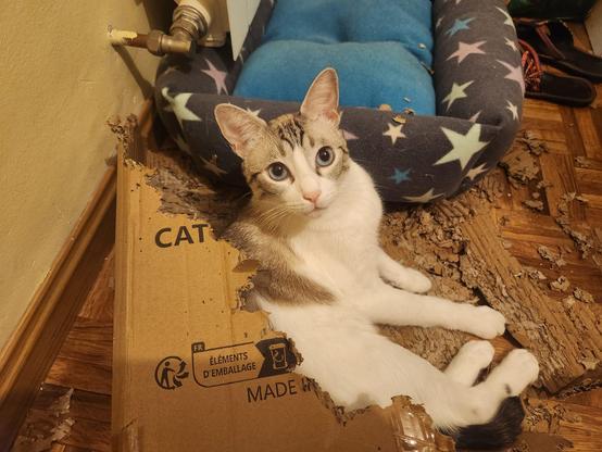 Morgan the cat stares at the camera inside a half-destroyed box with the word 'cat' written on it and beside the cat bed that we bought and he, as a cat who respects protocol, never uses.