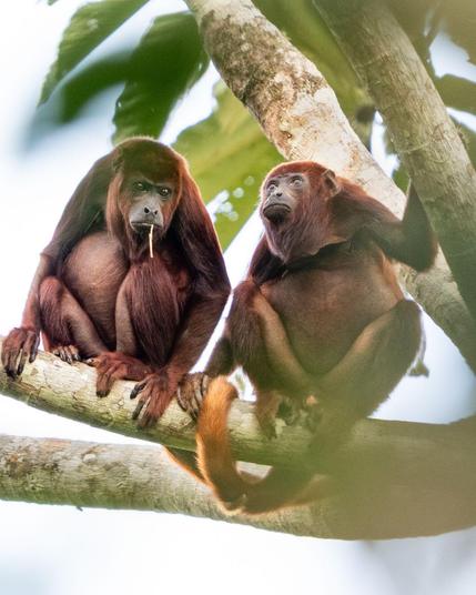 Dos monos aulladores rojos (Allouata seniculus) sentados sobre una rama uno junto al otro