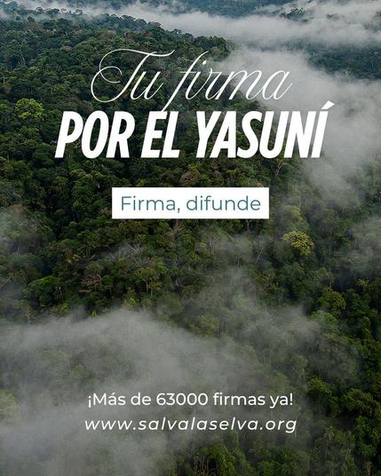 Vista aérea de selva tropical del Yasuní, en la amazonía ecuatoriana, con niebla