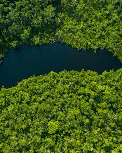 Vista aérea del parque nacional Yasuní, se ven los árboles frondosos y una masa de agua