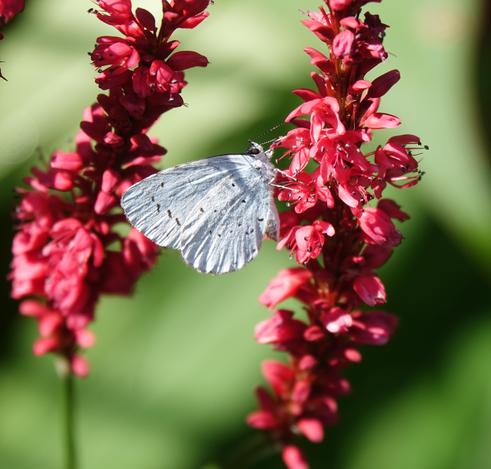 Boomblauwtje (lichtblauw vlindertje) op duizendknoop (rode bloemtrossen