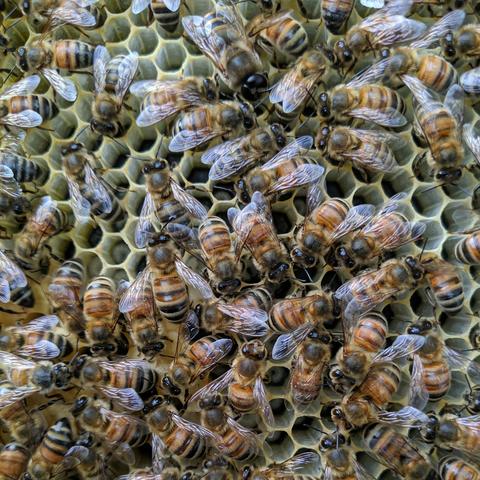 A closeup photo showing bees on brood comb and open cells of larvae. There is a male drone bee near the top of the photo that is larger with big eyes.