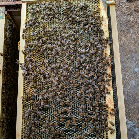 The same frame of brood not close up. Smaller larvae and stored nectar is visible near the bottom of the photo. The frame is oriented sideways with it's top to the right.