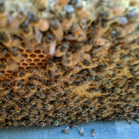 A closeup of a langstroth beehive frame in the hive looking down from the space of two frames removed. There is capped brood visible in the small area that is somewhat in focus and lots of bees. The double screened dividing board can be seen below.